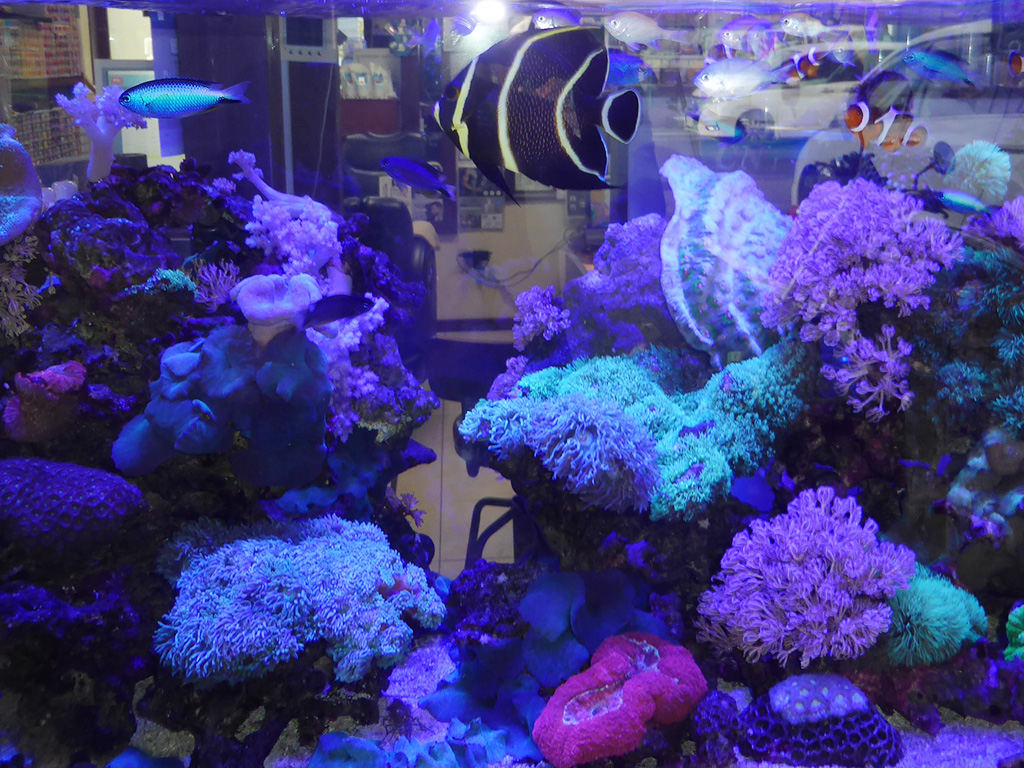 リップルマーク・ヘアー