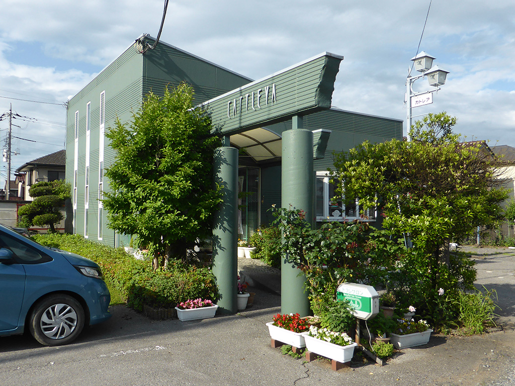 ビューティーカトレア 画像1